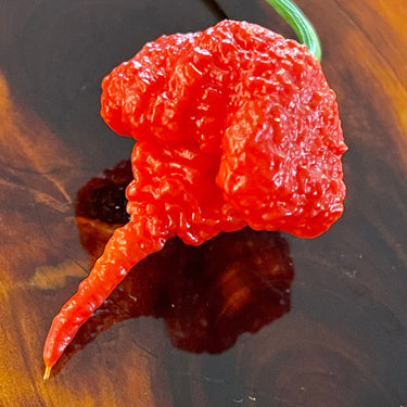 Fresh Carolina Reaper Peppers